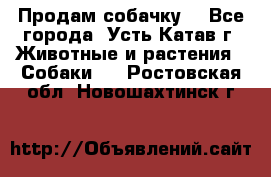 Продам собачку  - Все города, Усть-Катав г. Животные и растения » Собаки   . Ростовская обл.,Новошахтинск г.